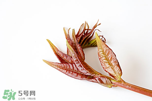 香椿葉怎么吃？香椿葉的吃法