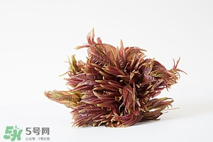 香椿樹什么時候發(fā)芽？香椿樹什么時候種植