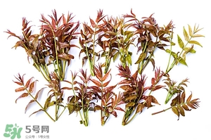 香椿樹什么時候發(fā)芽？香椿樹什么時候種植