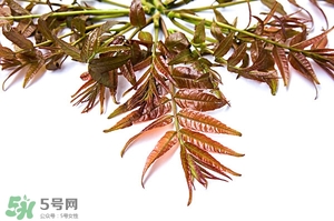 香椿樹什么時候發(fā)芽？香椿樹什么時候種植