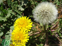 婆婆丁花能吃嗎？婆婆丁花可以吃嗎？