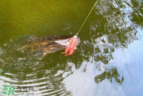 四月份能路亞黑魚嗎？路亞黑魚什么時間最好？