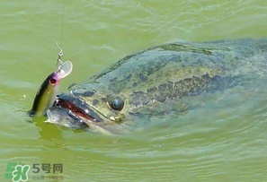 四月份能路亞黑魚嗎？路亞黑魚什么時間最好？