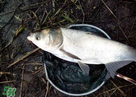 4月份能釣鰱魚嗎？四月份能釣鰱魚嗎？