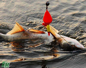 4月份能釣鰱魚嗎？四月份能釣鰱魚嗎？