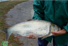 4月份能釣鰱魚嗎？四月份能釣鰱魚嗎？
