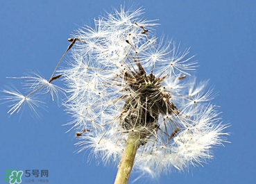 婆婆丁能治糖尿病嗎？婆婆丁可以治糖尿病嗎？