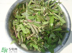曲曲菜孕婦能吃嗎？孕婦可以吃曲曲菜嗎？