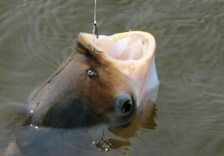4月份能釣鰱魚(yú)嗎？四月份能釣鰱魚(yú)嗎？