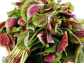 莧菜怎么摘？莧菜怎么處理