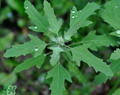 灰菜有毒嗎？不能吃的灰菜圖片