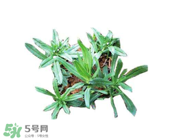 曲曲菜有什么功效？曲曲菜的功效與禁忌