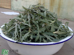 苦苦菜和蒲公英的區(qū)別 苦苦菜和蒲公英有什么區(qū)別？