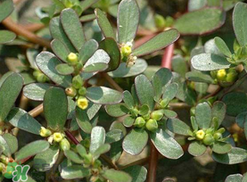 馬齒莧能治蕁麻疹嗎？馬齒莧可以治蕁麻疹嗎？
