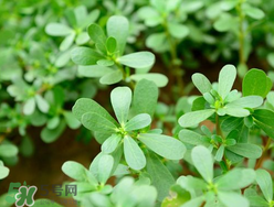 馬齒莧能治蕁麻疹嗎？馬齒莧可以治蕁麻疹嗎？