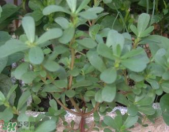 馬齒莧能治前列腺炎嗎？馬齒莧可以治前列腺炎嗎？