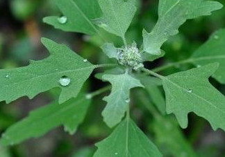 灰菜有毒嗎？不能吃的灰菜圖片