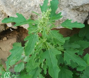 灰灰菜是什么樣子？灰灰菜圖片