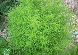 掃帚菜怎么吃？掃帚菜做法