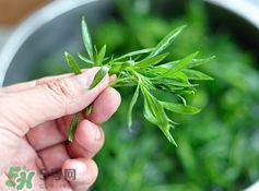 掃帚菜孕婦能吃嗎？孕婦可以吃掃帚菜嗎
