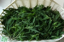 掃帚菜有什么功效？掃帚菜的功效與作用