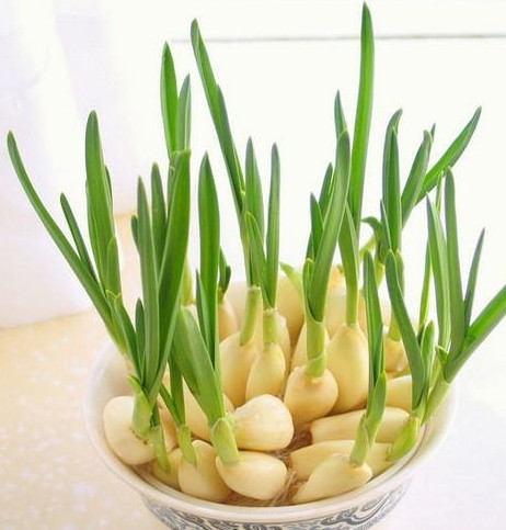 怎么種蒜苗？在家怎么種蒜苗