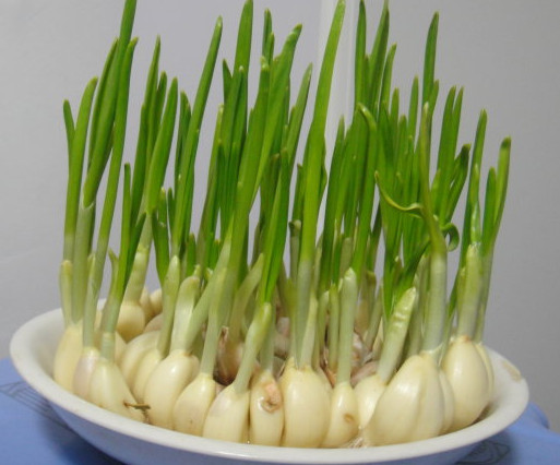 蒜苗是發(fā)物嗎？蒜苗是不是發(fā)物