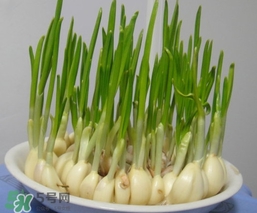 蒜苗屬于堿性食物嗎？蒜苗是酸性還是堿性