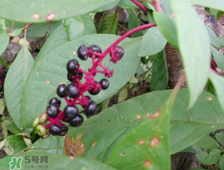 商陸可以吃嗎？商陸能不能吃？