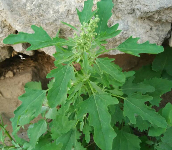 灰菜能生吃嗎？灰菜怎么做好吃