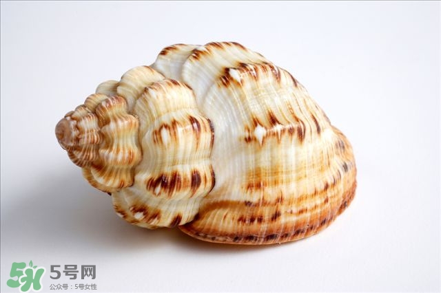 海螺的尾部能吃嗎？海螺的尾巴可以吃嗎