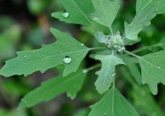 灰菜能生吃嗎？灰菜怎么做好吃