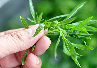 掃帚菜孕婦能吃嗎？孕婦可以吃掃帚菜嗎