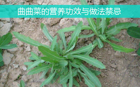 大葉芹怎么吃？大葉芹的做法？