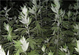 白蒿的食用禁忌 白蒿有什么食用禁忌？