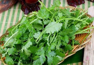 四月份可以種香菜嗎？四月份還能種香萊嗎？