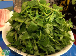 四月份可以種香菜嗎？四月份還能種香萊嗎？