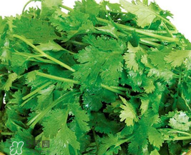 四月份可以種香菜嗎？四月份還能種香萊嗎？