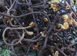 蕨菜干的營(yíng)養(yǎng)價(jià)值_蕨菜干的功效與作用及食用方法