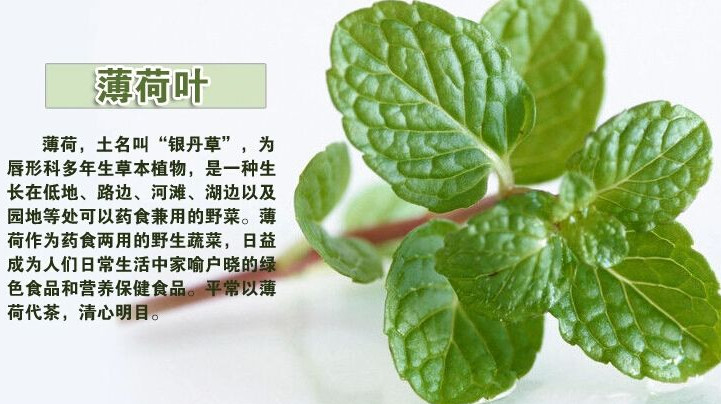 薄荷葉怎么吃？薄荷葉的吃法