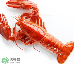 龍蝦怎么養(yǎng)不會死？大龍蝦怎么養(yǎng)不會死？
