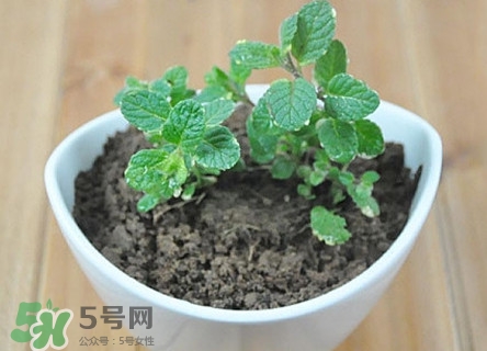 薄荷怎么養(yǎng)？薄荷怎么養(yǎng)才能爆盆