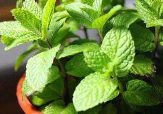 薄荷能放臥室嗎？薄荷能不能放臥室