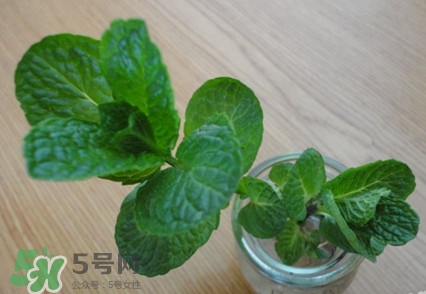 薄荷怎么養(yǎng)？薄荷怎么養(yǎng)才能爆盆