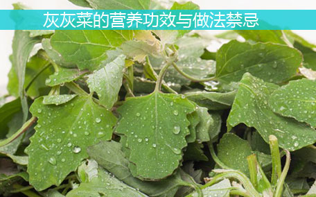 灰灰菜不能和什么一起吃？灰灰菜不能和什么同吃