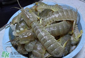 皮皮蝦死的怎么清洗？死的皮皮蝦怎么清洗？