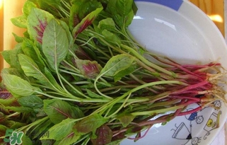 莧菜怎么洗？莧菜怎么擇