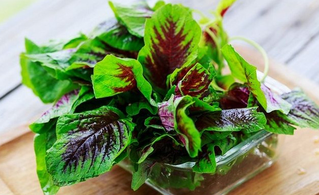 莧菜要焯水嗎？莧菜需要焯水嗎