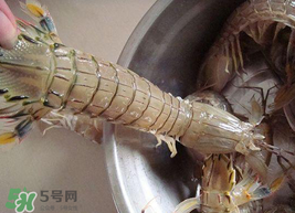 皮皮蝦可以放冰箱嗎？皮皮蝦能放冰箱保存嗎？