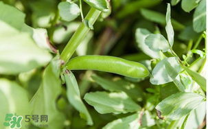 什么人不能吃蠶豆？吃蠶豆的禁忌人群